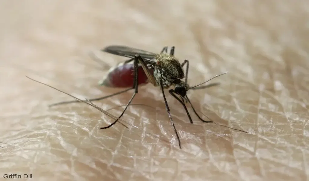 3 Mosquito-Borne Viruses Threatening Maine Right Now