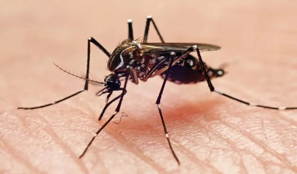 In Arkansas, Malaria Has Been Confirmed As Domestic-Borne