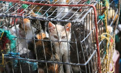 Police in China Rescue 1000 Cats Destined for the Dinner Table