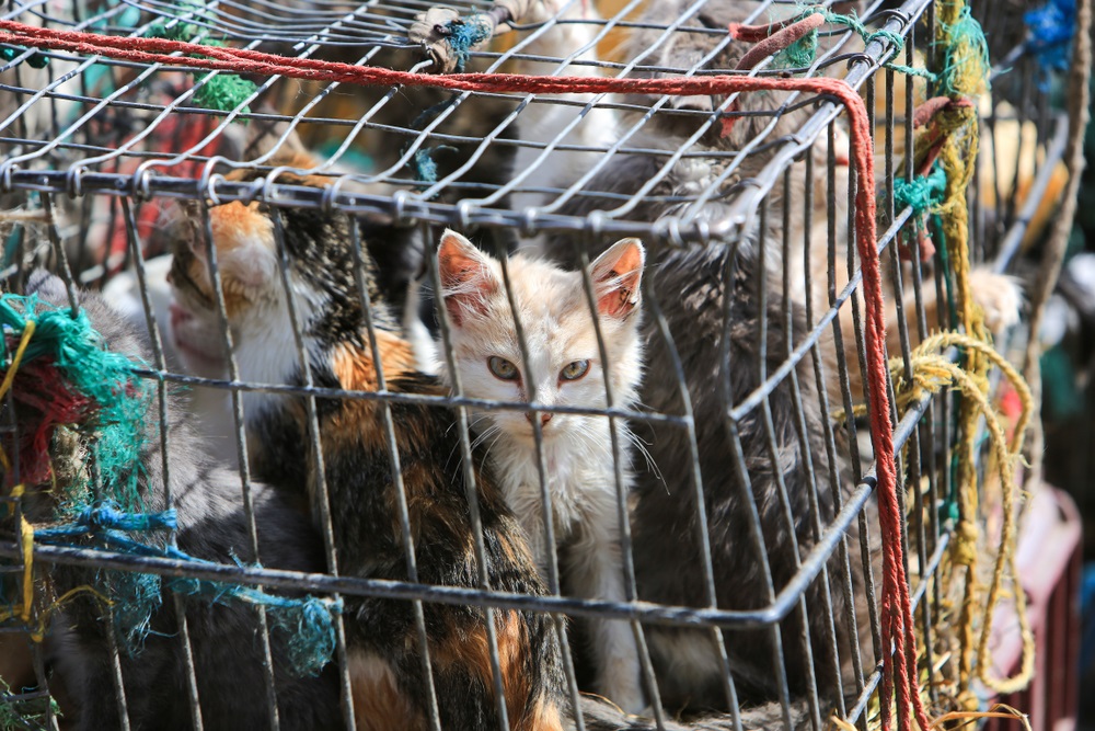 Police in China Rescue 1000 Cats Destined for the Dinner Table