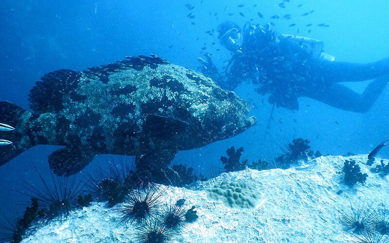 Beneath Bali's Surface: A Scuba Diving Odyssey