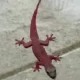 Unprecedented Pink-Colored Gecko Spotted in Central Thailand