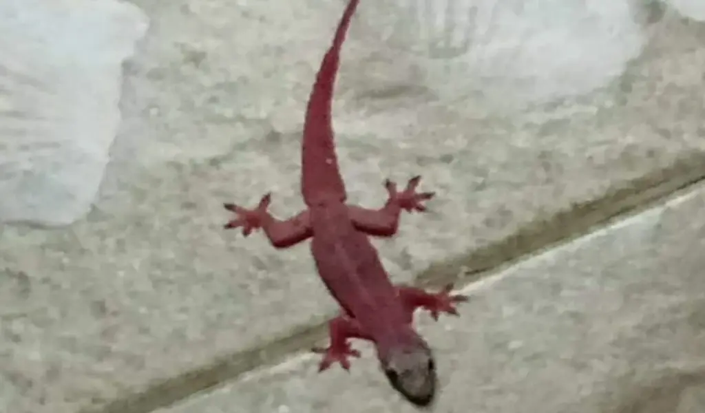 Unprecedented Pink-Colored Gecko Spotted in Central Thailand