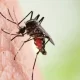 Dengue Cases Surge With Rainfall, According To The World Bank