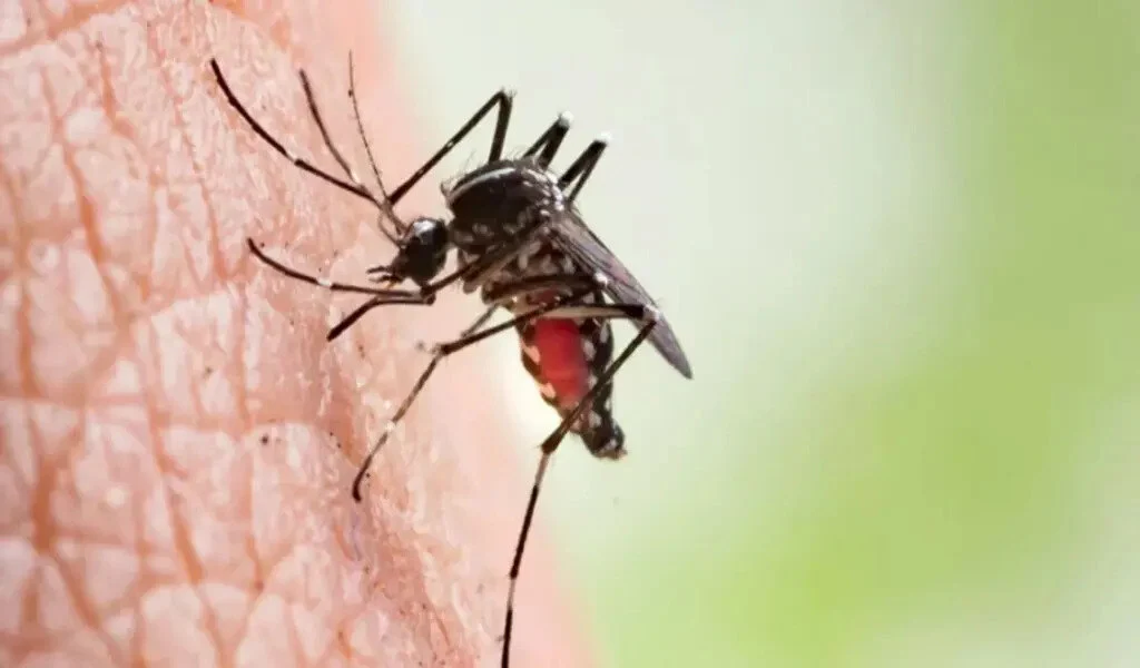 Dengue Cases Surge With Rainfall, According To The World Bank