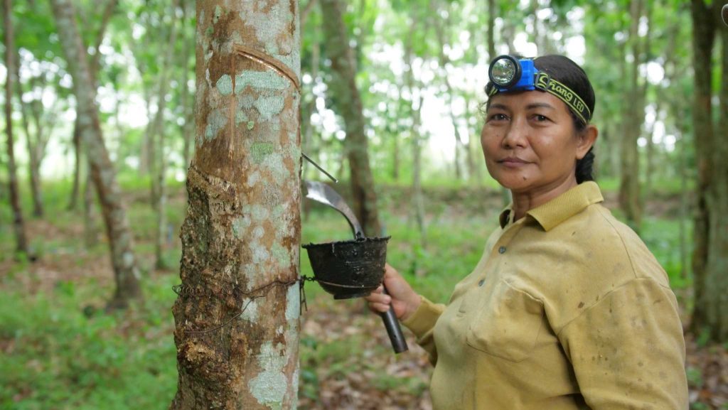 Thailand's Rubber Farming a Major Contributor to Deforestation