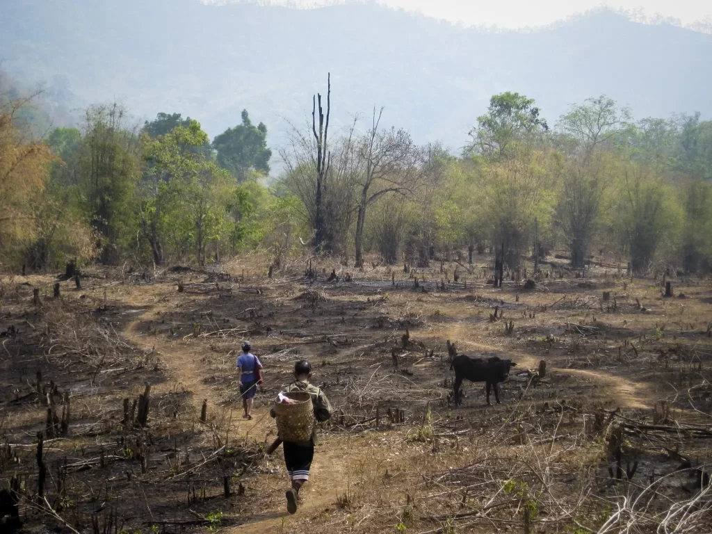 Deforestation in Thailand