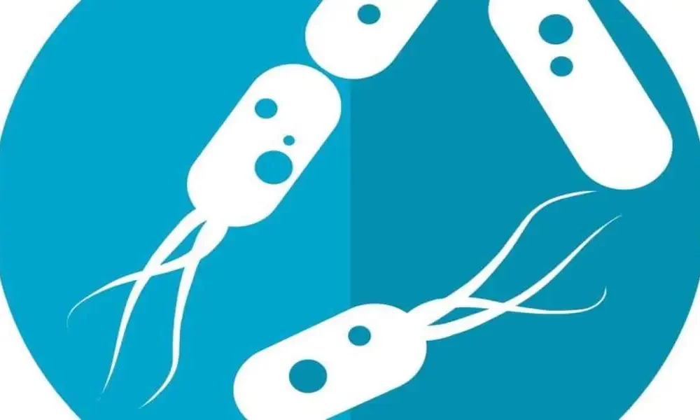 Colorectal Most cancers Possibility May just Be Predicted By way of Intestine Microbiome Variation