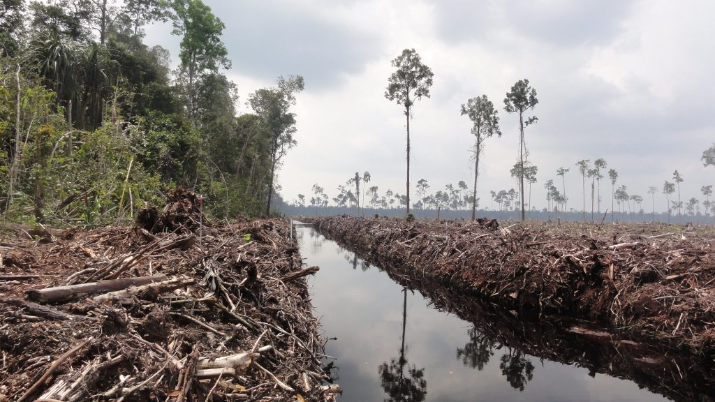deforestation indonesia