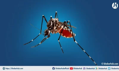 Approximately 1,700 Dengue Patients Have Been Reported By Sankhuwasabha