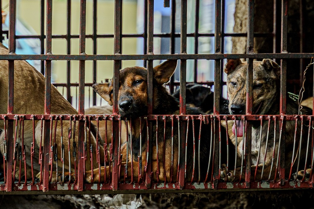 Dog Meat Trade in Vietnam