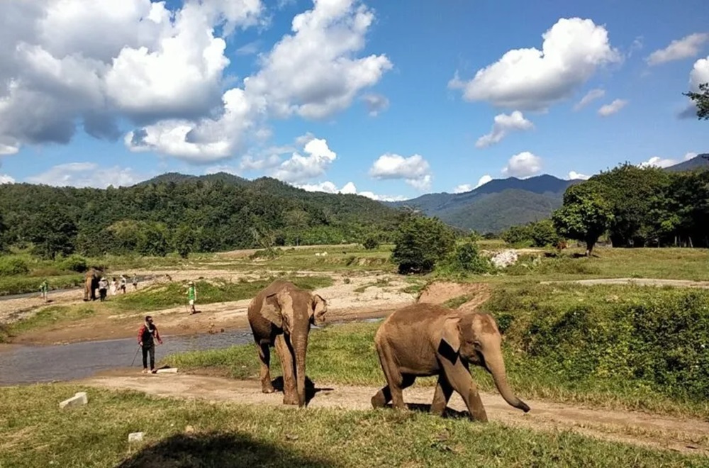 Elephant Sanctuary Chiang Mai