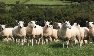 As Bluetongue Spreads Across Europe, The UK Is At 'Medium' Risk