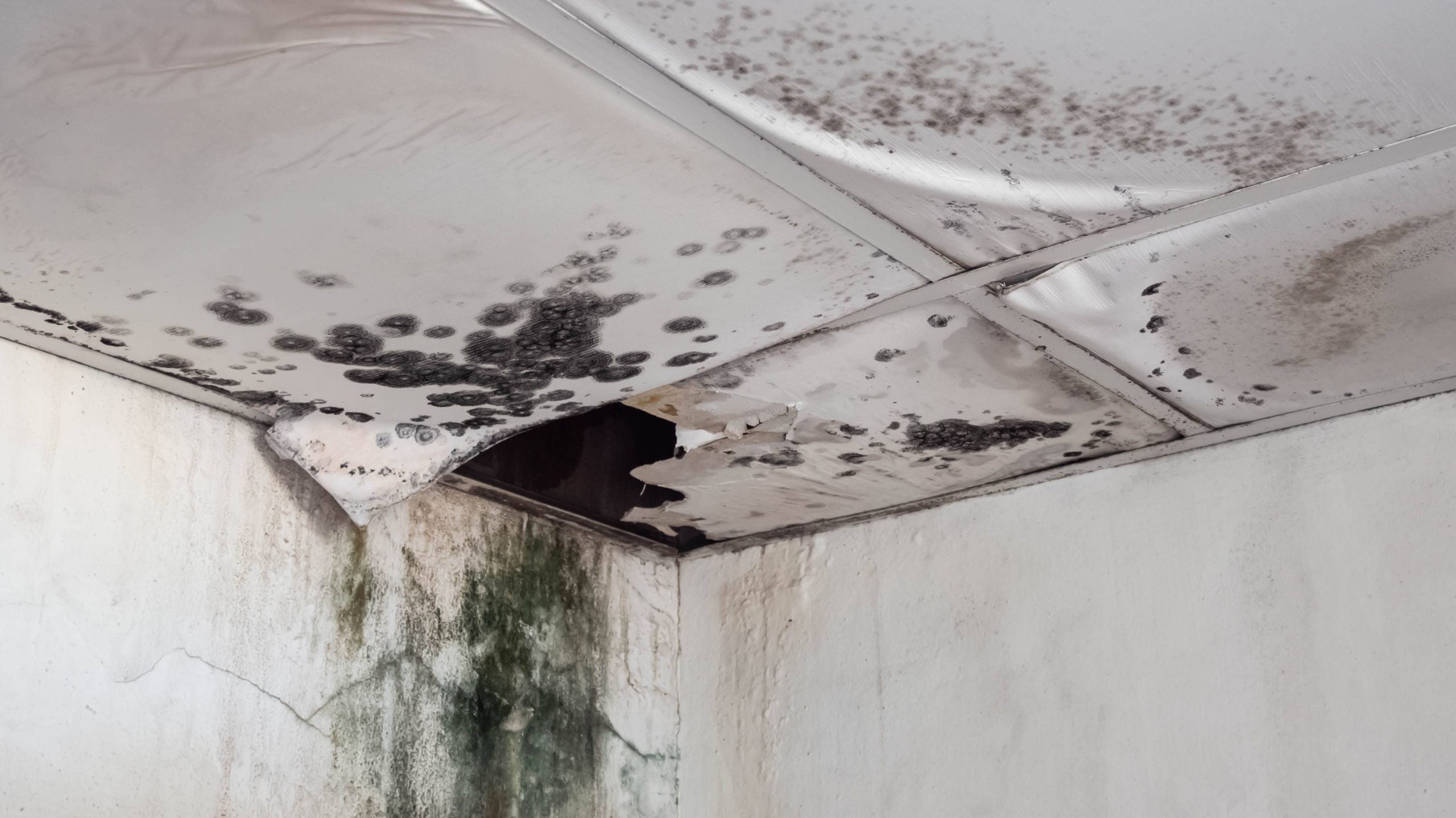 How Damp And Mould Cause Ill Health scaled 1
