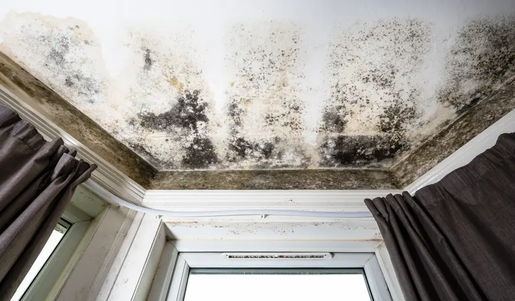 How harmful is damp and mould in UK Homes and Who is Most at Risk