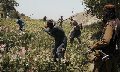 Opium Poppy Cultivation in Afghanistan Decreases 95% Under the Taliban