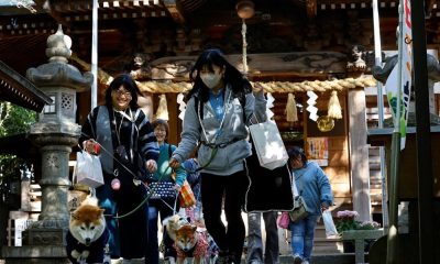 Japan's Shichi-Go-San Ritual for Children Now Preformed for Pets