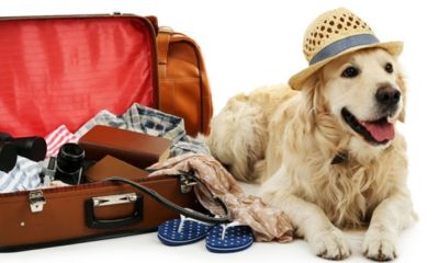 Moving With Your Dog to Thailand