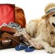 Moving With Your Dog to Thailand