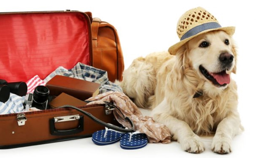 Moving With Your Dog to Thailand