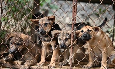 Over 40 Dogs Rescued from Vietnamese Slaughterhouse