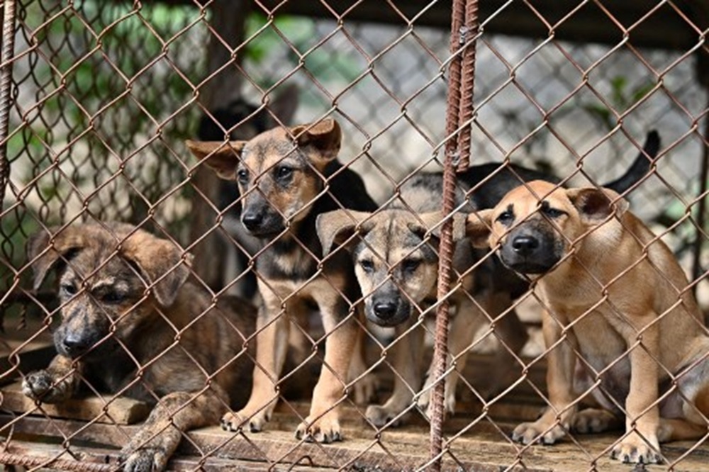 Over 40 Dogs Rescued from Vietnamese Slaughterhouse