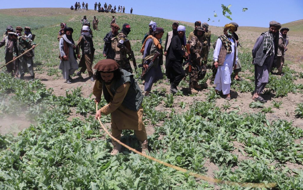 Opium Poppy Cultivation in Afghanistan Decreases 95% Under the Taliban 