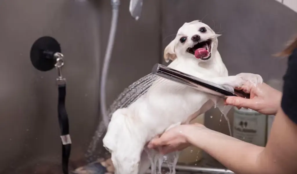 Tangled Tails No More: NYC's Premier Dog Grooming Hotspots