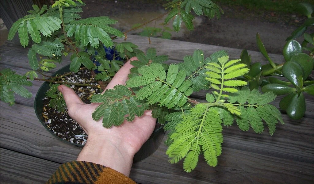 Unveiling the Versatile Uses of Mimosa Hostilis Root Bark