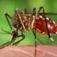 The Disease Dengue Fever Is Transmitted By Mosquitoes And Can Be Fatal