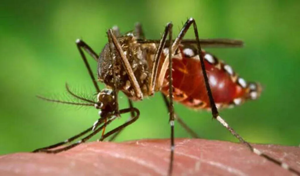 The Disease Dengue Fever Is Transmitted By Mosquitoes And Can Be Fatal