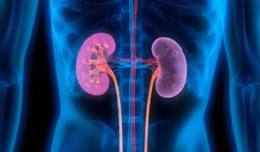 With An Inexpensive Pill, Kidney Disease-Related Deaths Could Be Reduced
