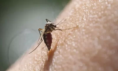 New Study links 'Super Mosquitoes' To Higher Rates Of Malaria In Africa