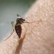 New Study links 'Super Mosquitoes' To Higher Rates Of Malaria In Africa