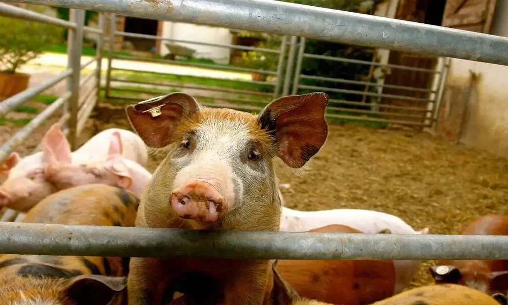 Affirmation Of Human Swine Flu Case In The UK