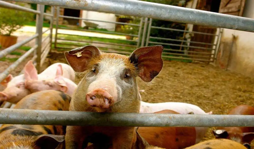 Confirmation Of Human Swine Flu Case In The United Kingdom