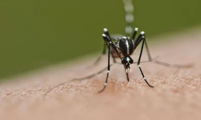 Malaria Awareness Campaign Intensified By Gauteng Health Department