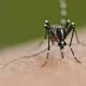 Malaria Awareness Campaign Intensified By Gauteng Health Department