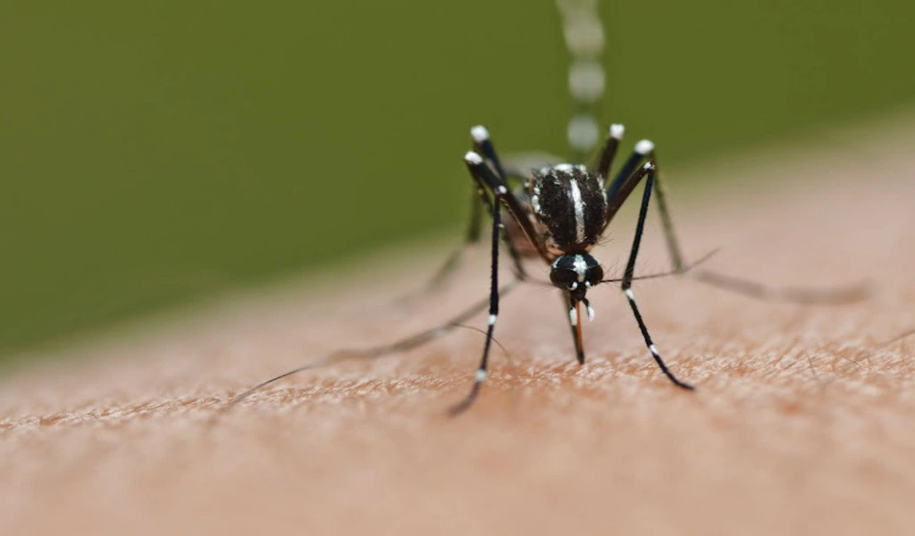 Malaria Awareness Campaign Intensified By Gauteng Health Department