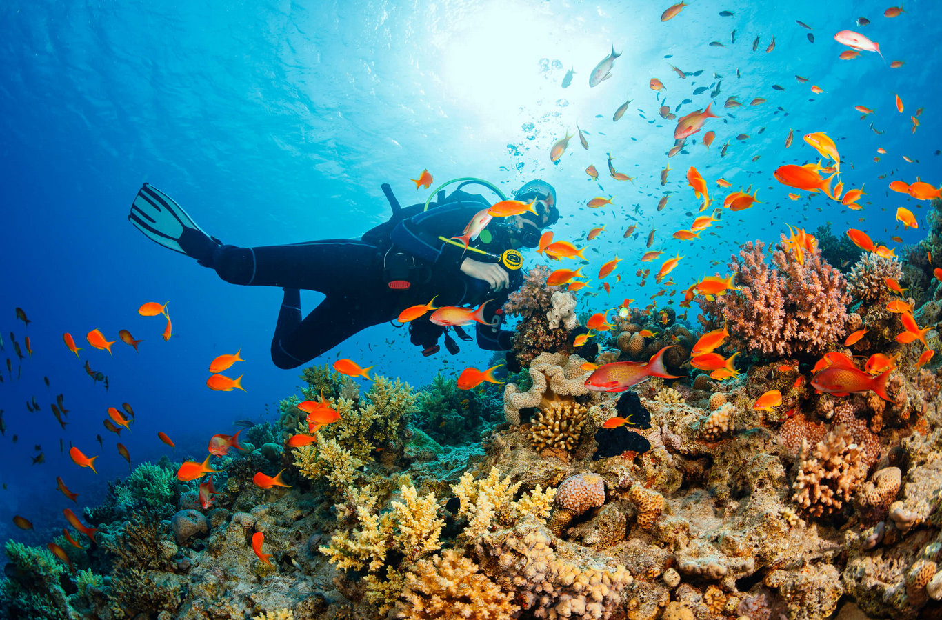 Beneath Bali's Surface: A Scuba Diving Odyssey