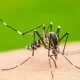 Dengue Situation Improves With Decreasing Temperature.