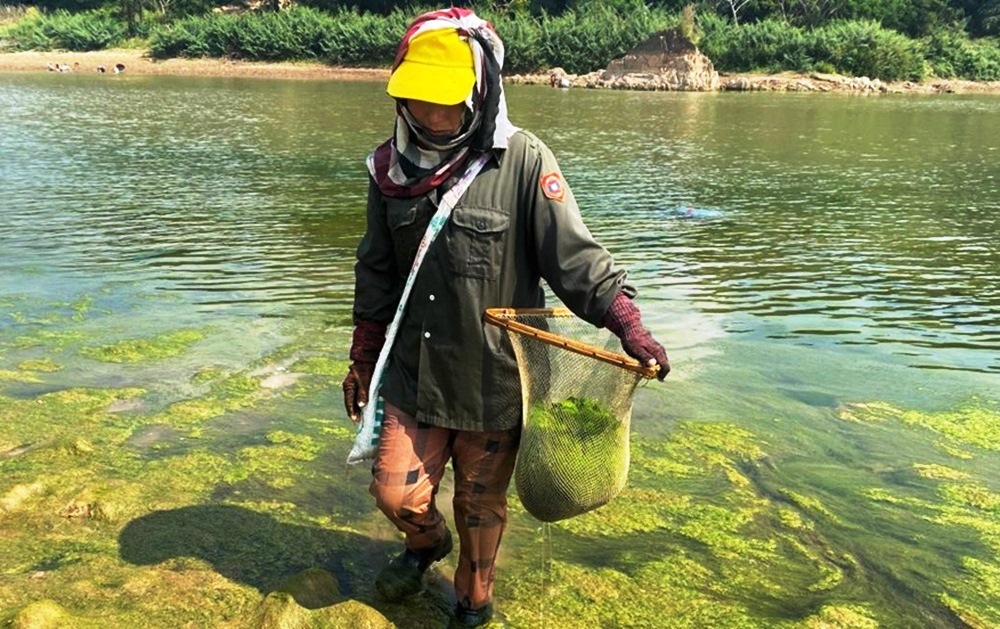 Mekong River Dams Threaten Traditional "Gai Harvesting" in Northern Thailand
