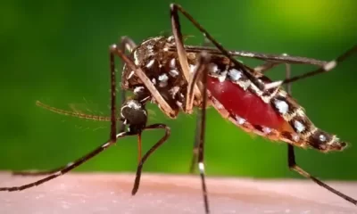 Dengue Cases Rise 10% Worldwide, WHO Says