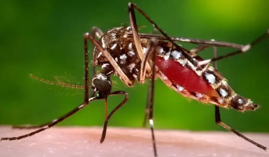 Dengue Cases Rise 10% Worldwide, WHO Says