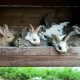 All Rabbits At East Bay petting Zoo Died From a Rare Virus.