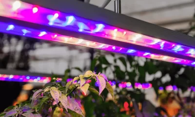 LED grow lights