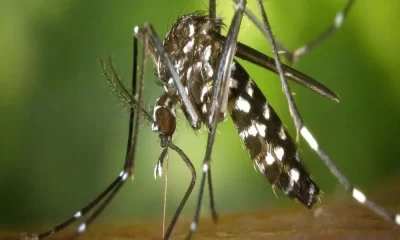 Island-Wide Dengue Control Program Launched in Response to Surge in Cases.