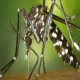 Island-Wide Dengue Control Program Launched in Response to Surge in Cases.