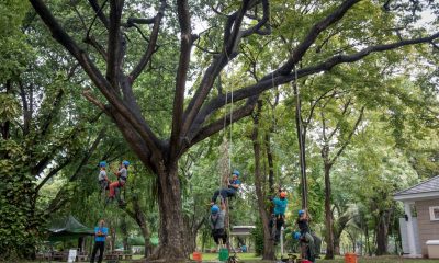 Preserving Chiang Rai's Natural Beauty: The Importance of Tree Trimming and Tree Services