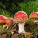 The Healing Power of Amanita Muscaria Unraveling its Therapeutic Potential